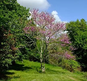 Arbre de Judée sur la terrasse de la maison du Goupillou © Arnaud Galy
