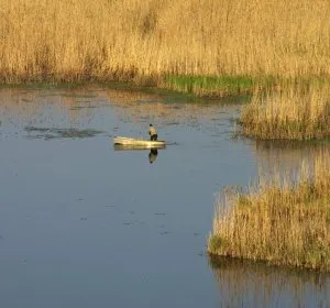 Illustration de Pêcheur cerné par les les roseaux - Sud de la Moldavie