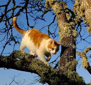 Le tigre de la maison du Goupillou © Arnaud Galy
