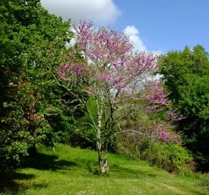Illustration de Arbre de Judée sur la terrasse de la maison du Goupillou