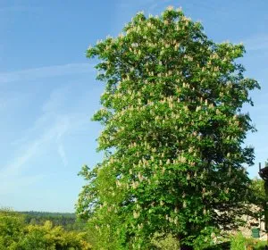 Illustration de Bouquet de fleurs sur la terrasse