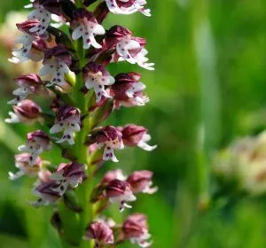 Illustration de Orchidée du Goupillou ! 