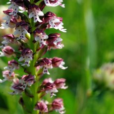 Orchidée du Goupillou ! © Arnaud Galy
