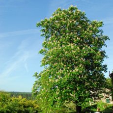 Bouquet de fleurs sur la terrasse © Arnaud Galy
