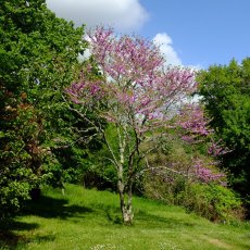 Arbre de Judée sur la terrasse de la maison du Goupillou © Arnaud Galy
